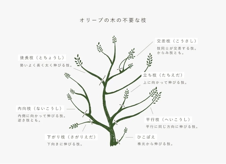 株式会社鶴亀園様 通販サイト オリーブのイラスト