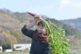 金時にんじんの収穫