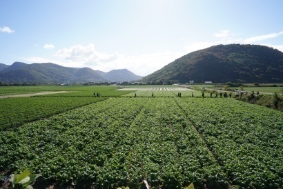 香川県野菜の生産地