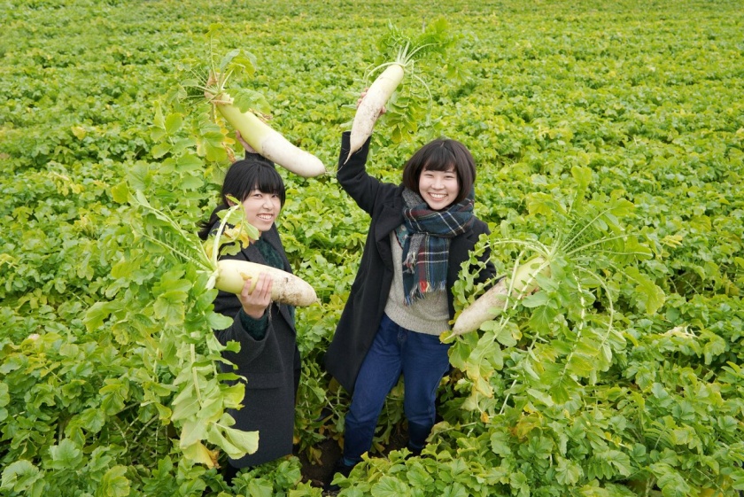 大根の収穫